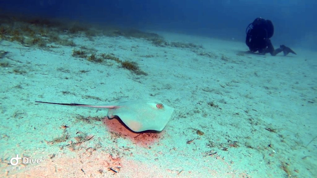 stingray slugs bay and sharks reef